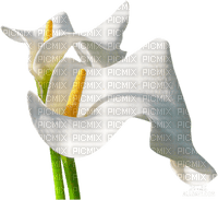 fleur Pelageya - png gratuito