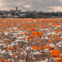 dolceluna poppy poppies field animated background - Бесплатный анимированный гифка