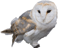 owl bp - Zdarma animovaný GIF