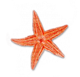 soave deco summer starfish orange