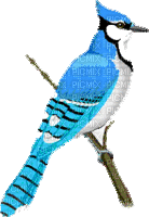 Bluejay - Gratis animerad GIF