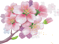 Sakura Blossom - Free animated GIF