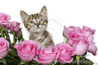 cats e rosas-l - Free PNG