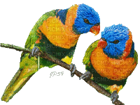 Papagei, perroquet, parrot - GIF animé gratuit