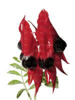 Australian native flowers bp - PNG gratuit