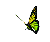 butterfly schlappi50 - GIF animate gratis
