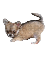 Chihuahua - бесплатно png