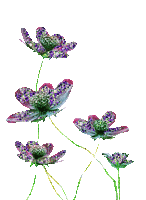 csodás virág - GIF animé gratuit