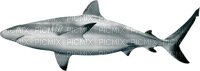 Kaz_Creations Shark - zadarmo png
