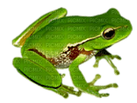 frog by nataliplus - 免费PNG