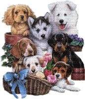 Salomelinda chiens ! - GIF animate gratis