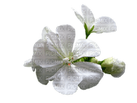 fleur blanche - бесплатно png