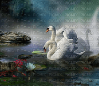 Rena Background Swan - ücretsiz png