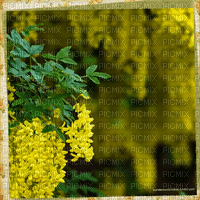Mimosa.Fond.Cadre.Frame.Flower.Victoriabea - Gratis animerad GIF