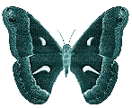 Butterfly, Butterflies, Insect, Insects, Deco, Teal, GIF - Jitter.Bug.Girl - Ingyenes animált GIF