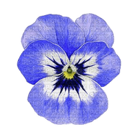 Blume, Stiefmütterchen - ingyenes png