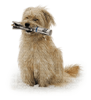 loly33 chien  hiver - darmowe png