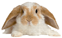 Y.A.M._Animals, rabbit, Easter - PNG gratuit
