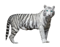 Tiger Nitsa P - Ilmainen animoitu GIF