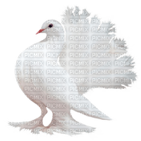 Oiseau - besplatni png