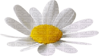 Fleur Marguerite Blanc:) - gratis png