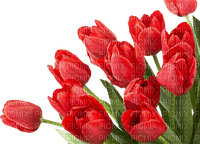 spring flower flowers_fleur fleurs_printemps - PNG gratuit