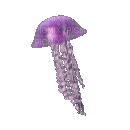meduse - Darmowy animowany GIF