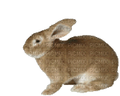 Bunny - Ingyenes animált GIF