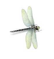 djur-trollslända-insekter-minou52 - zdarma png