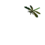 Dragonfly katrin - Bezmaksas animēts GIF