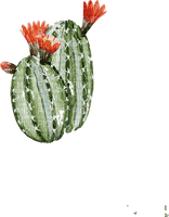 cactus watercolor Bb2 - bezmaksas png