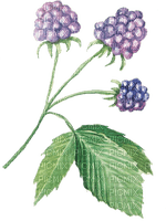 blackberries Bb2 - 免费PNG