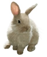 conejo  dubravka4 - PNG gratuit
