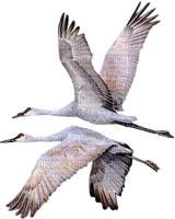 crane birds bp - 免费PNG