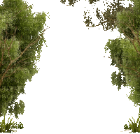 drzewa - Zdarma animovaný GIF