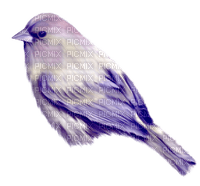 Kaz_Creations Birds Bird Purple - zdarma png