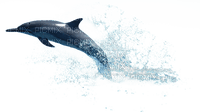 delfin - bezmaksas png