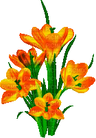 Animated.Flowers.Orange - By KittyKatLuv65 - Бесплатный анимированный гифка