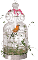 Kaz_Creations Deco Bird Cage - PNG gratuit