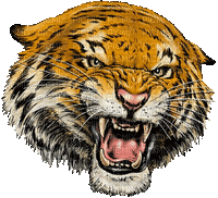 tiger bp - 免费动画 GIF