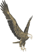 aigle.Cheyenne63 - PNG gratuit