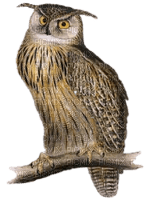 Kaz_Creations Owls Owl Birds Bird - png ฟรี