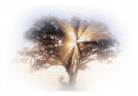arbre nature - PNG gratuit