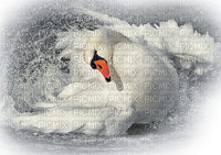 Kaz_Creations Animals  Birds Bird Swans - фрее пнг