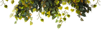 green leaves - kostenlos png