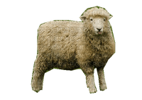 mouton - ücretsiz png