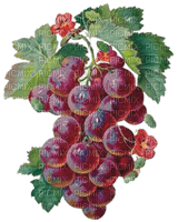red grapes - zadarmo png