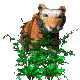 Jungle Tiger - 無料のアニメーション GIF