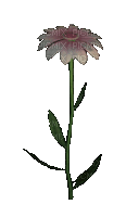 fleur violette.Cheyenne63 - Ingyenes animált GIF