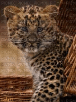 Babypanther - Gratis animeret GIF